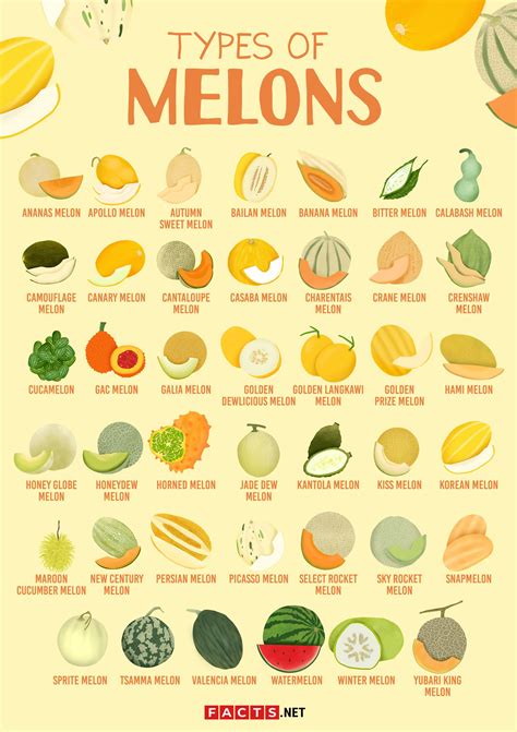 melons tybe|24 Types of Melons